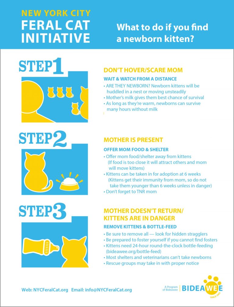 infographic on newbon feral cats