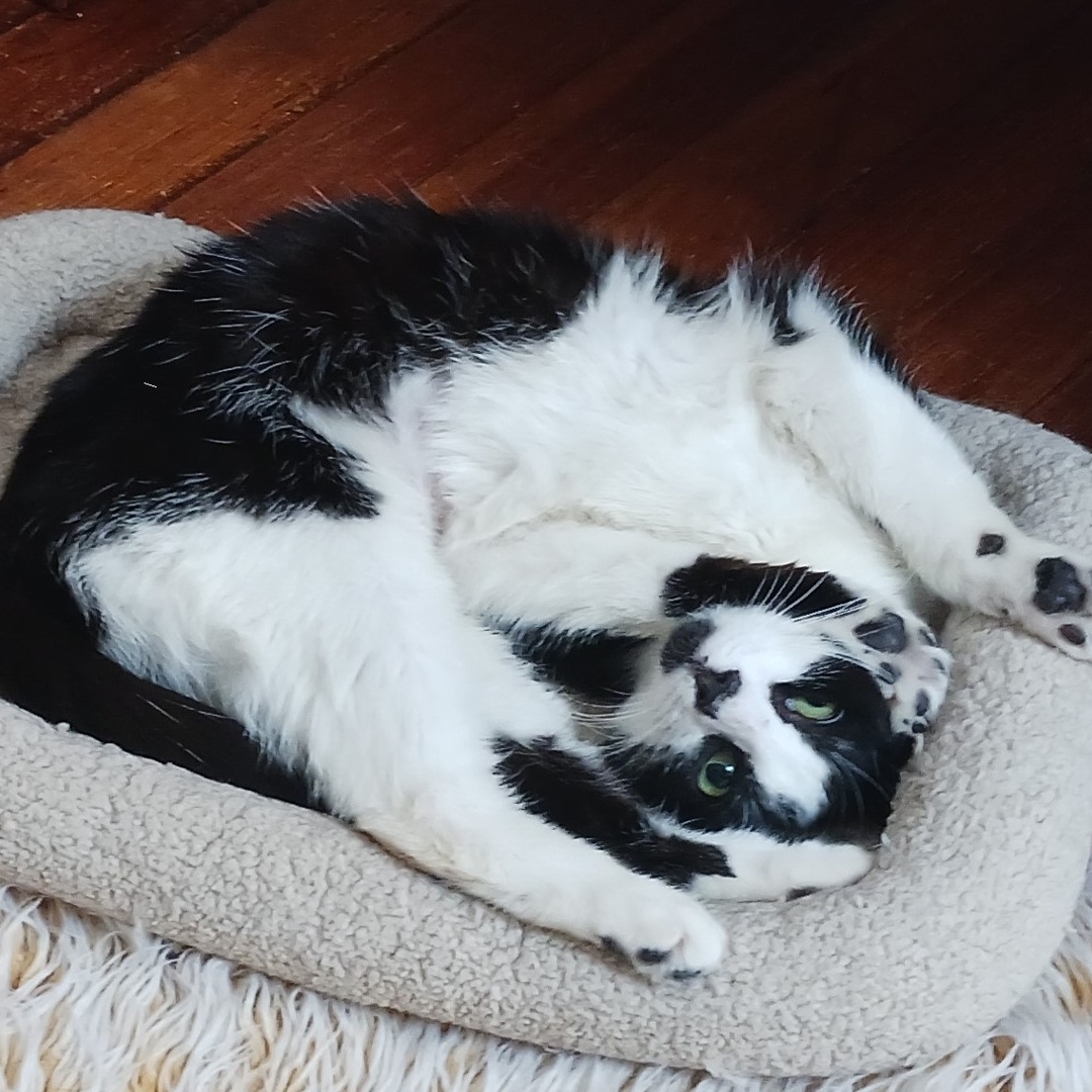 petsmart-cat-adoption-event-bronx-tails